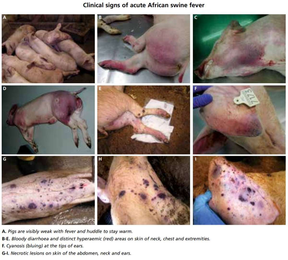 Risk of African swine fever virus introduction into the United