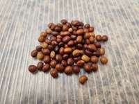EDN170 Figure 10 Georgia-1 Pigeon pea