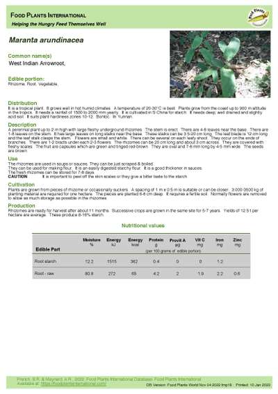 West Indian Arrowroot Plants