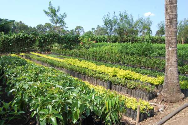 Método Simple Y Efectivo Para Enraizar Cualquier Planta Por Esquejes,  ¡incluso Ramas De árboles!