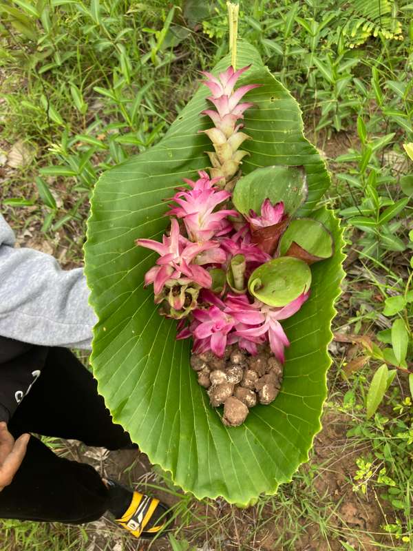 Share what you know about SE Asia Wild Foods! 