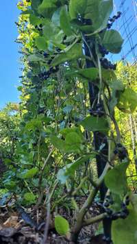 EDN172 Figure 18 malabar on trellis