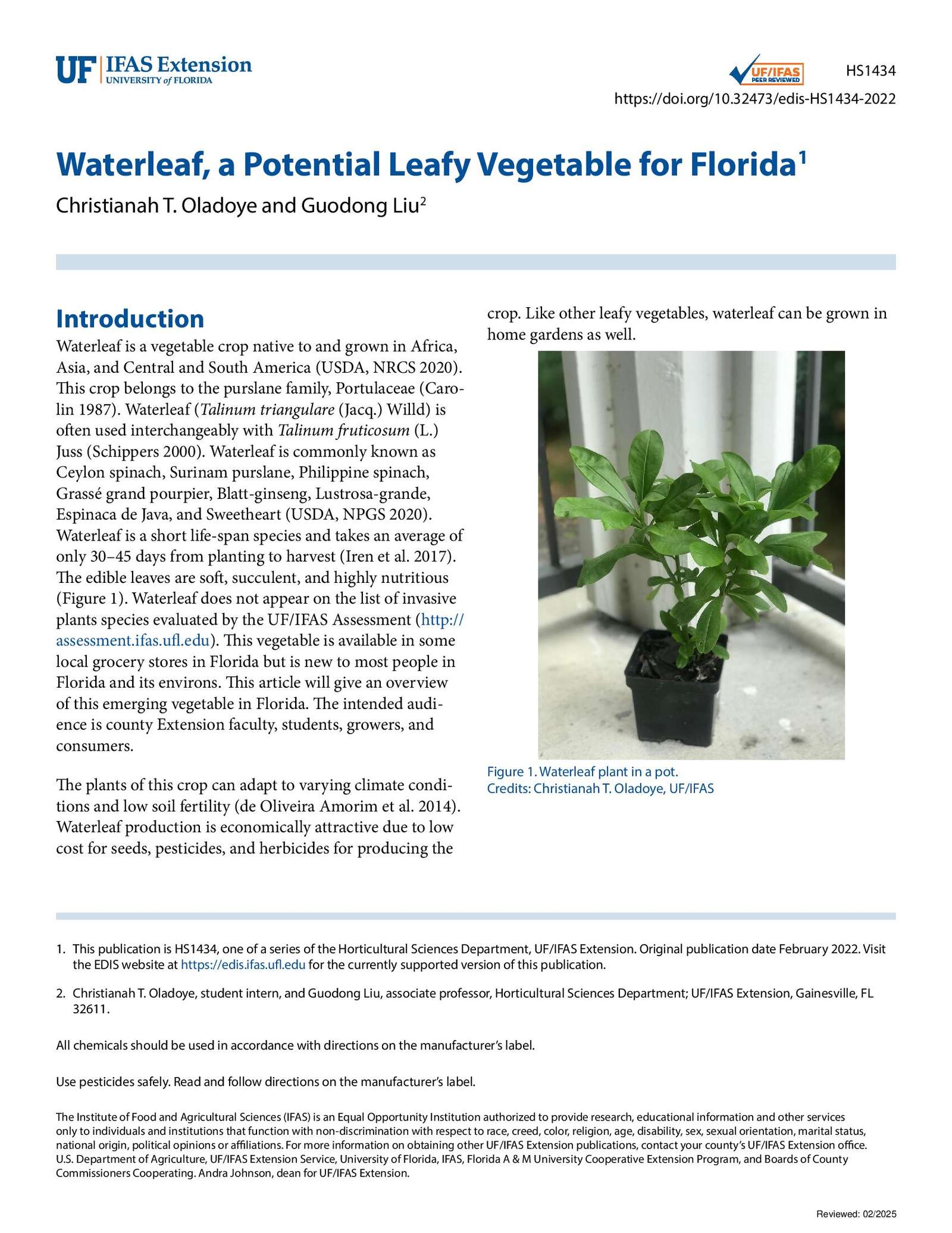 Waterleaf - a Potential Leafy Vegetable for Florida | ECHOcommunity.org
