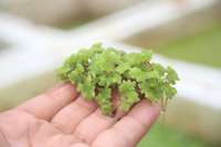 EDN172 Figure 2 Azoola pinnata