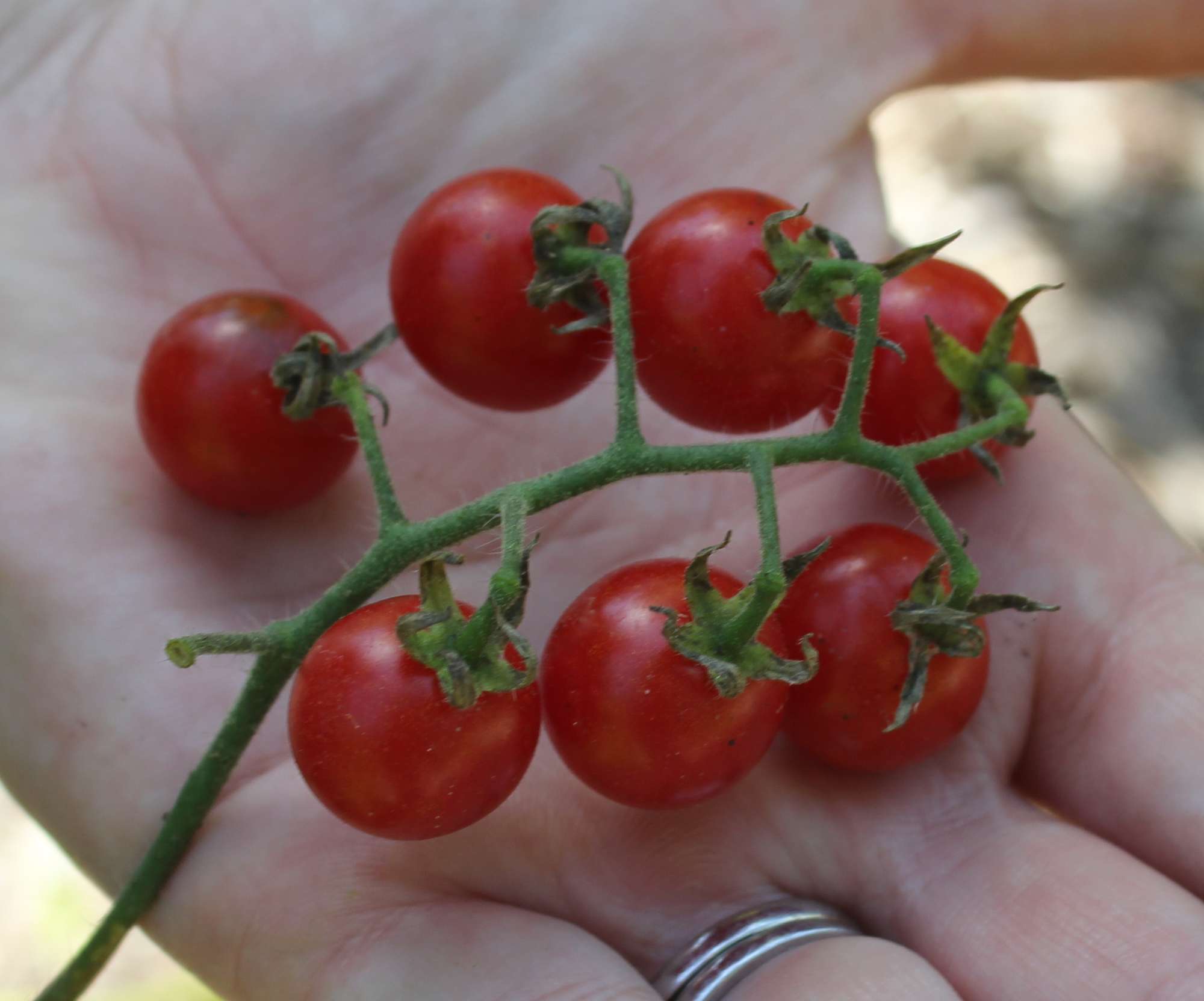 Wild Tomato Door County - rcmynae