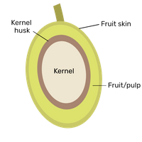 EDN171 Figure 3 neem fruit diagram