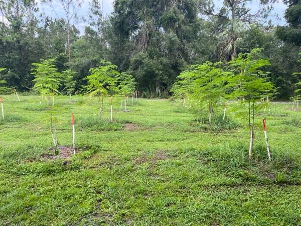 From the Farm: Moringa for Seed Production