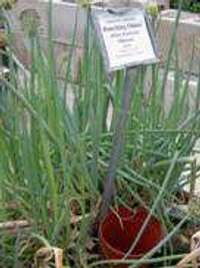 TN24 onion greens