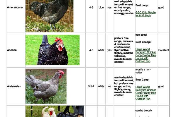 Chicken Breed Chart to Help Choose Your Chicken | ECHOcommunity.org