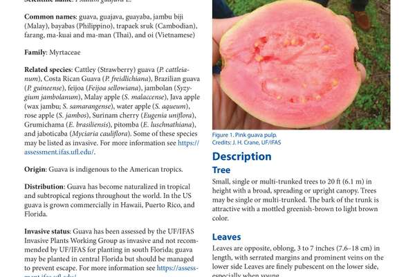 Guava in Florida | ECHOcommunity.org