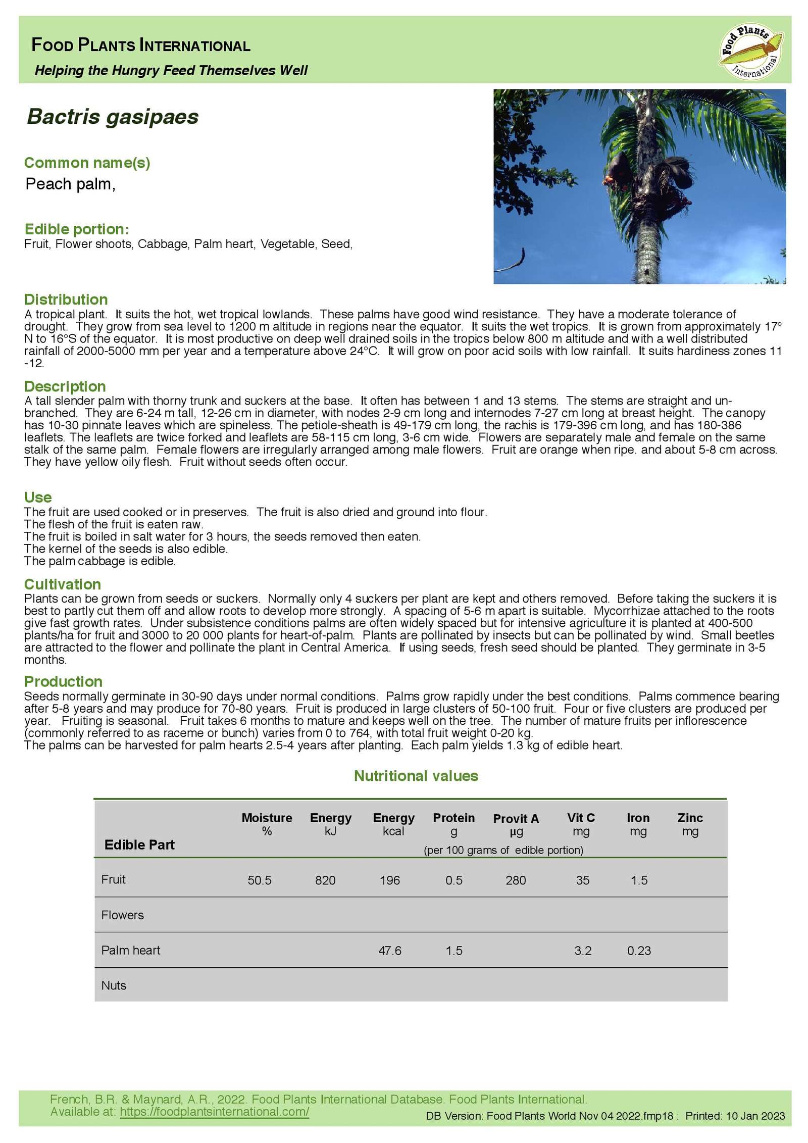 Bactris gasipaes Peach Palm