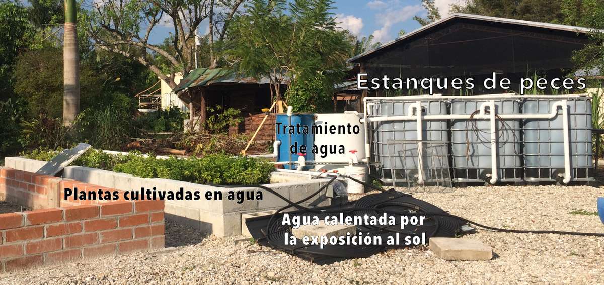 EDN170 Figure 2 Aquaponics raceway_Esp