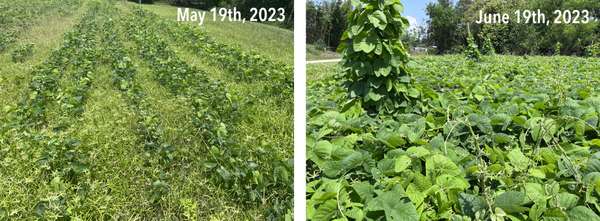 Research Update: No-Till Planting of Velvet Bean