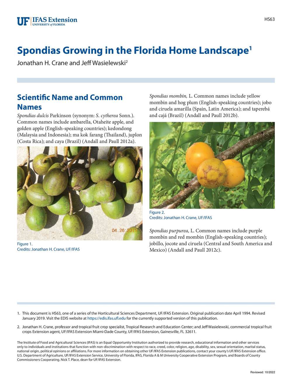 Spondias Growing in the Florida Home Landscape | ECHOcommunity.org