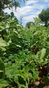 EDN172 Figure 13 Sunflower intercrop