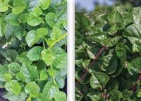 EDN172 Figure 17 malabar spinach