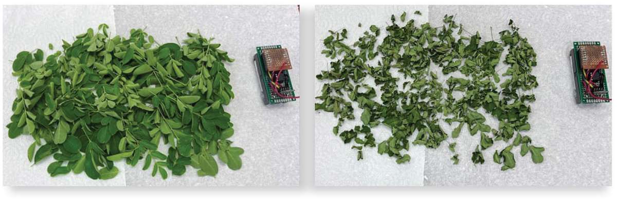 ECHO Research Newsletter - moringa leaves drying