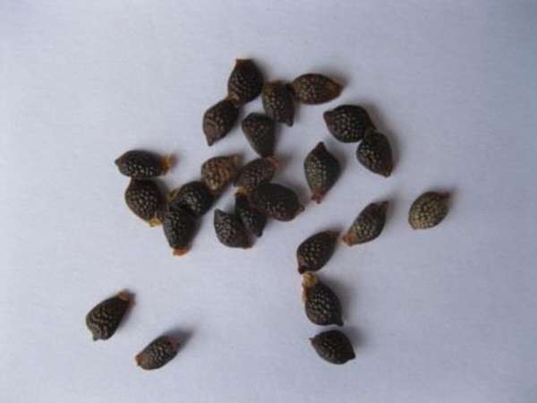 banbna passionfruit seeds EAN4