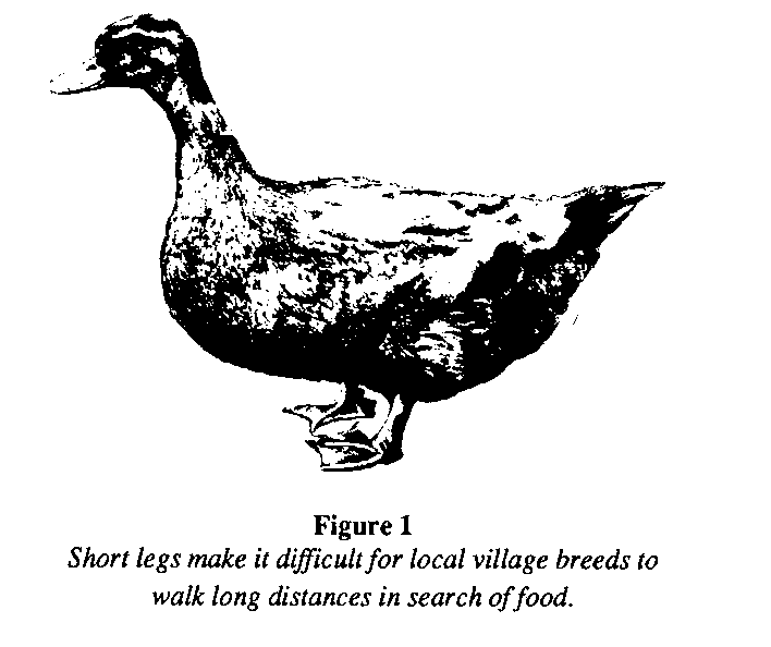 Whole Young Duck - Approx. 5 lb. 2.3 kg - Guaranteed Overnight