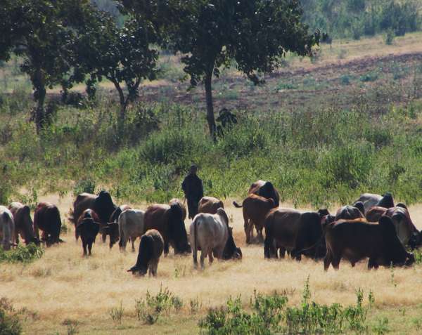 Survey Opportunity: Challenges in Livestock Farming