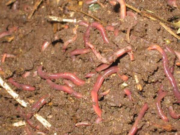 Can Compost Worms Be Used For Fish Bait & Chicken Feed? – Worm