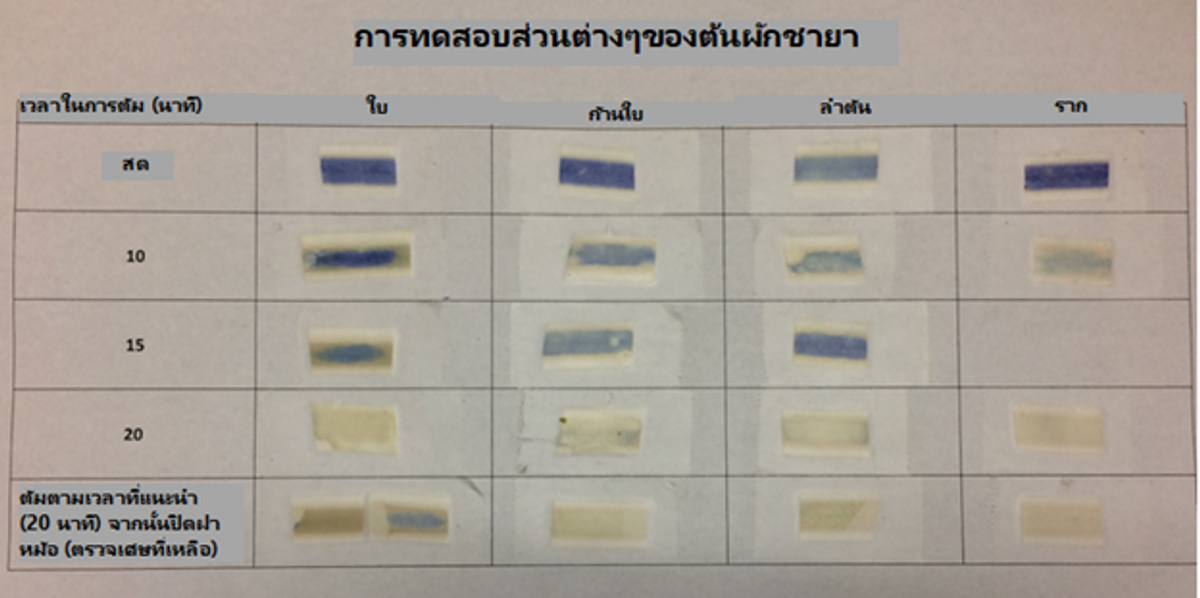 Thai AN 44 Chaya Plant Figure 2