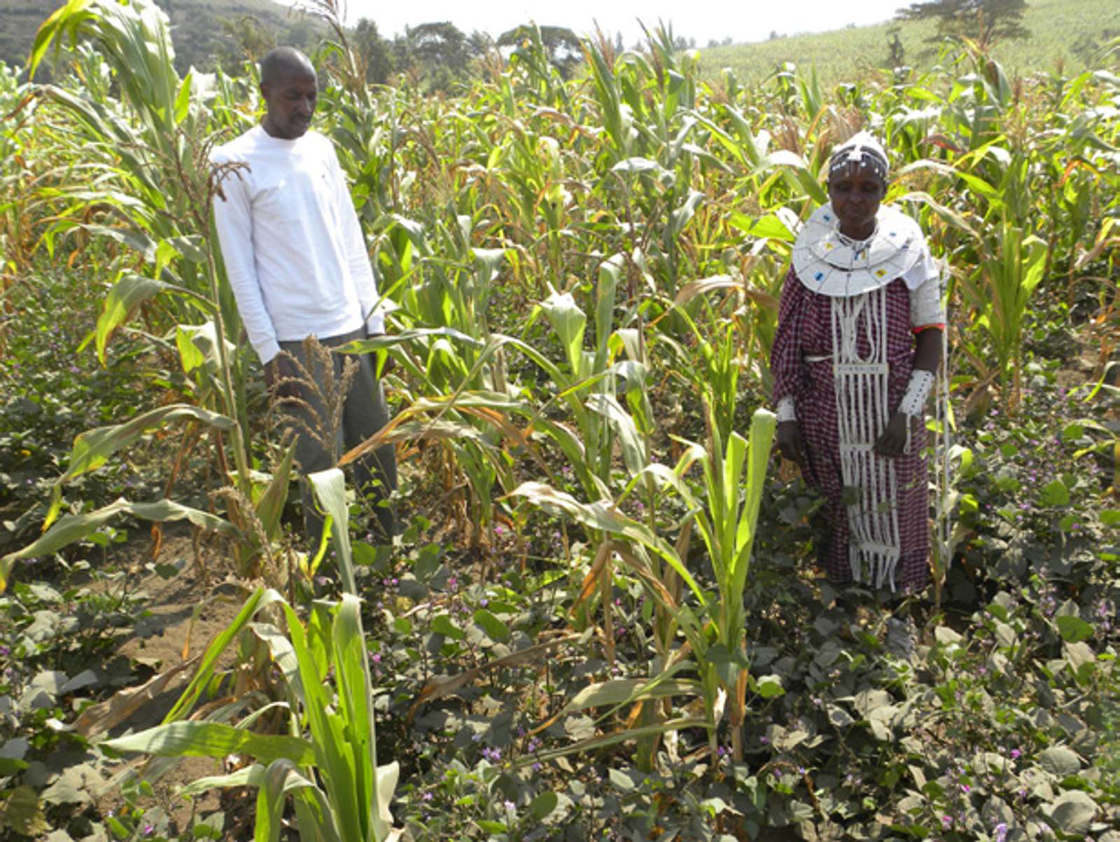Conservation Agriculture in East Africa | ECHOcommunity.org