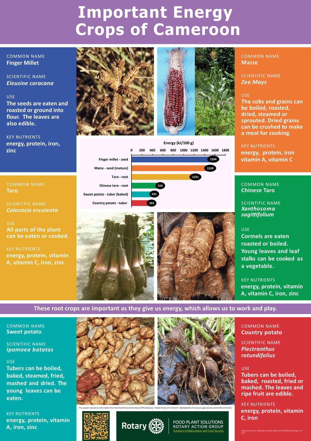 Poster - Important Energy Crops of Cameroon | ECHOcommunity.org