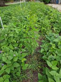 EDN 170 Figure 11 Pigeon pea intercropped with cowpea