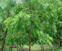EDN171 Figure 1 Neem Tree