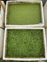 EDN172 Figure 1 azolla and duckweed