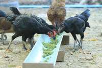 EDN172 Figure 4 Chickens azolla