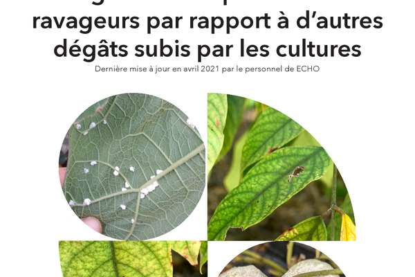 Guide photo rapide de ECHO sur les dégâts causés par les insectes ...