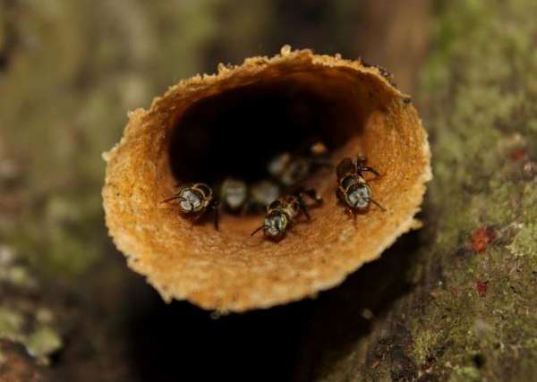 Designing new hives could save honey bees