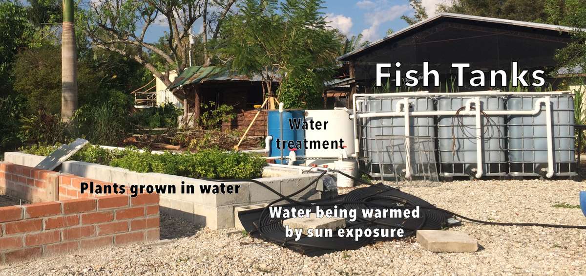EDN170 Figure 2 aquaponics