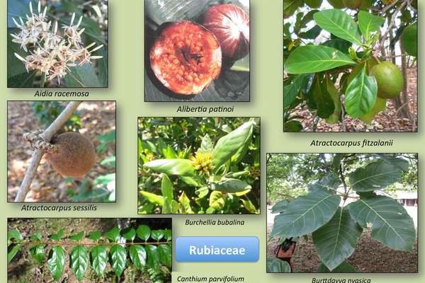 Edible Rubiaceae_c | ECHOcommunity.org