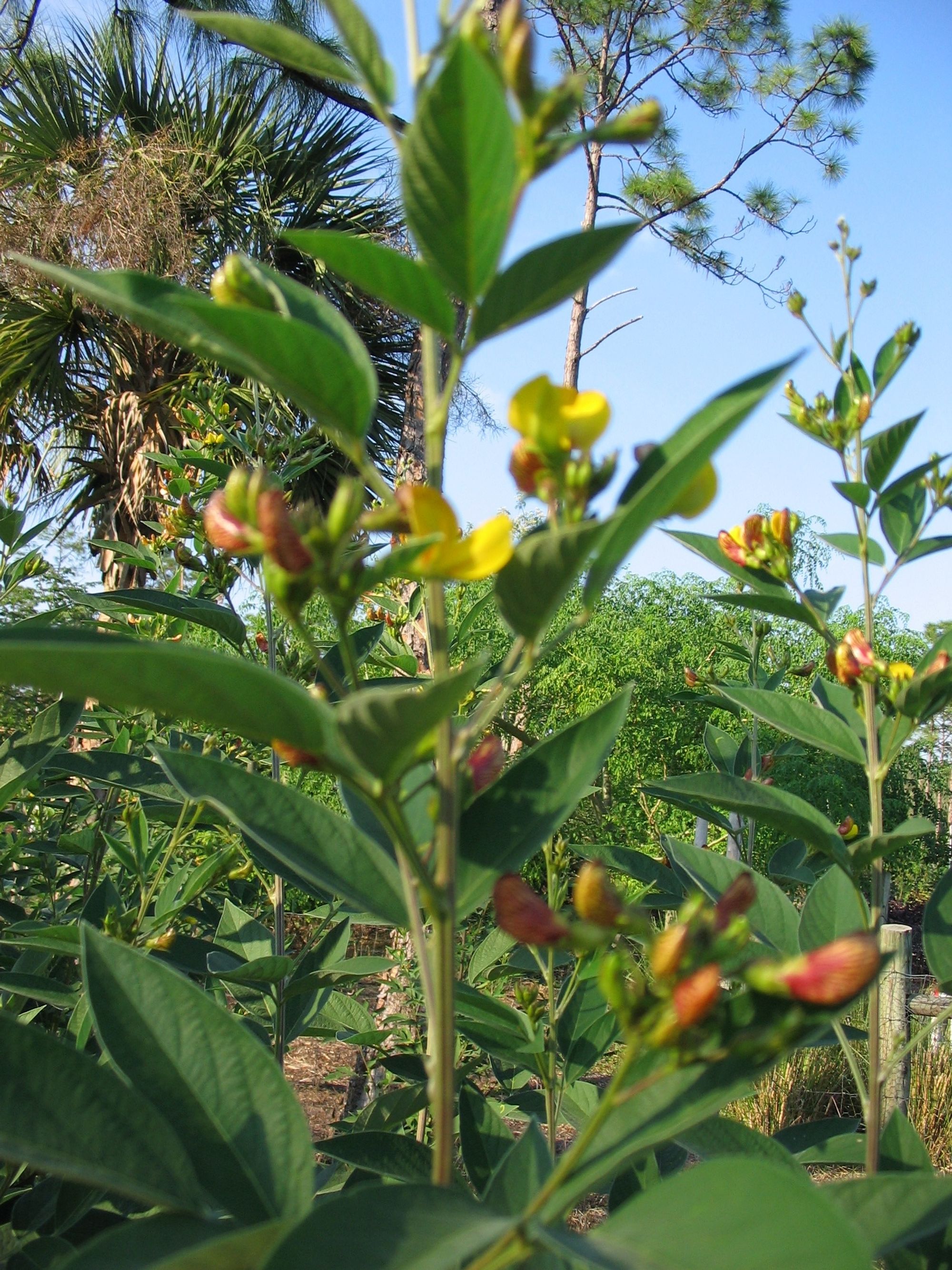 TN 21 Pigeon pea tree tops with flowers