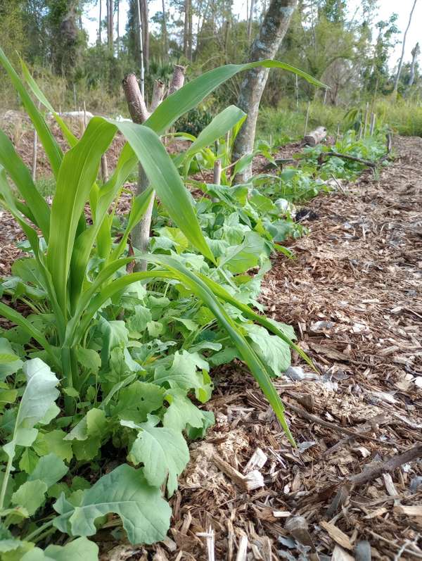 Bundle and Save! Tropical Agriculture Development Courses discounted when you register for both!