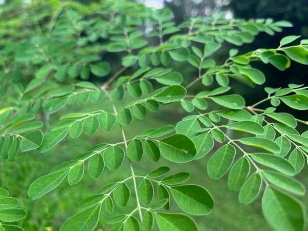 Research Update: Options for drying Moringa leaves