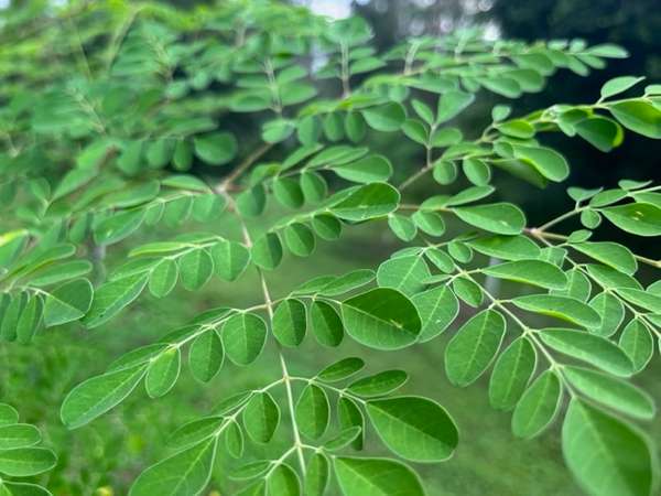 Trees with Edible Leaves - Now available in Spanish and French! 