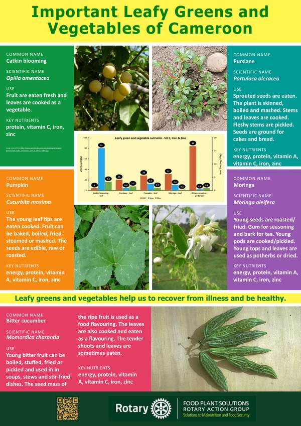 Poster - Important Leavy Greens and Vegetables of Cameroon ...