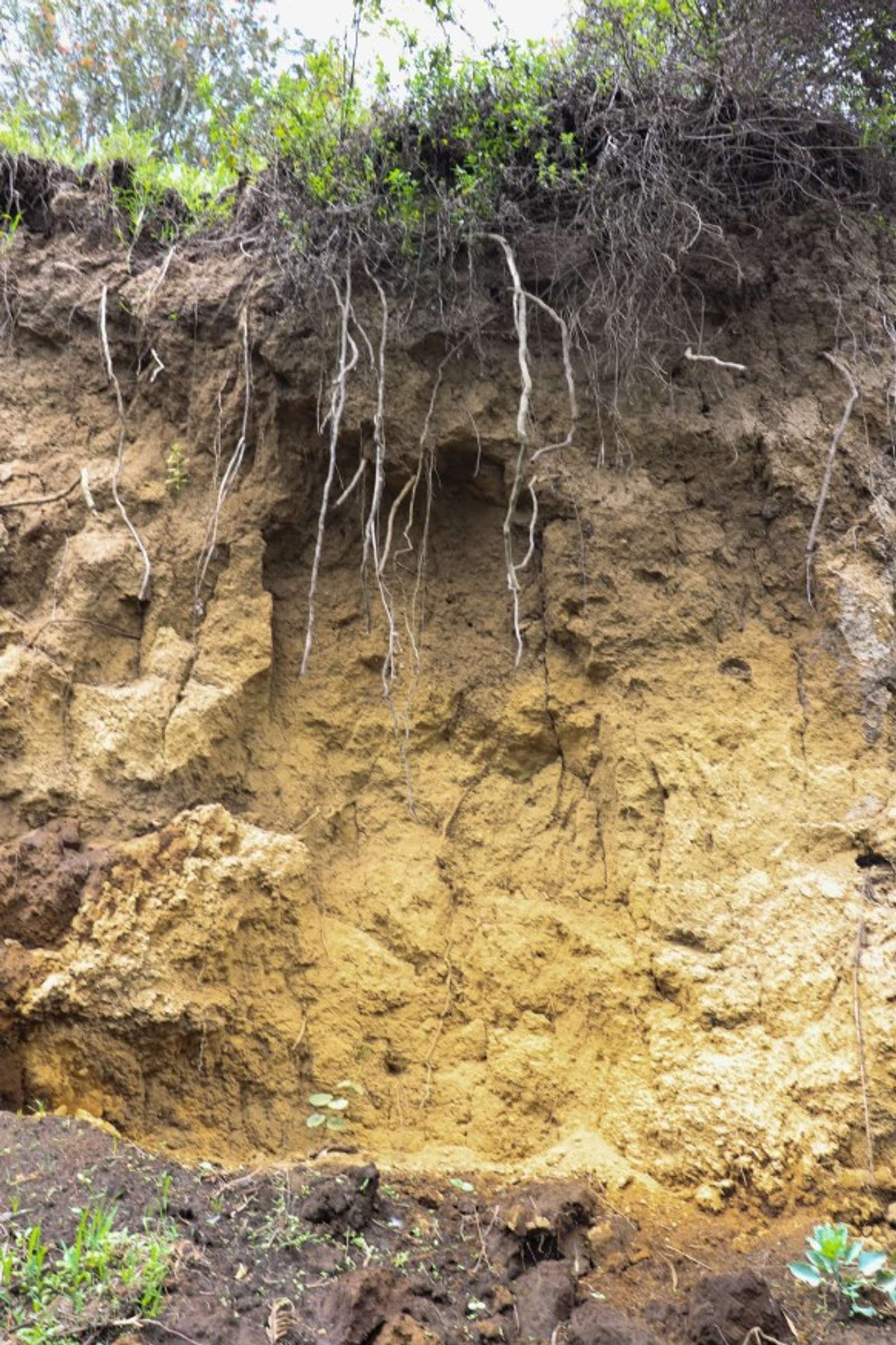 Acidic soils of the Tropics | ECHOcommunity.org