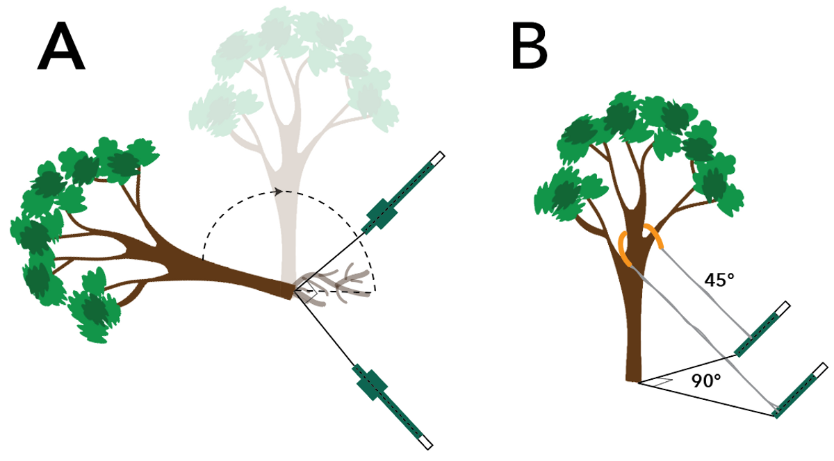 Cómo evitar daños en el techo a causa de los árboles y cómo encargarse de  un árbol caído - IKO