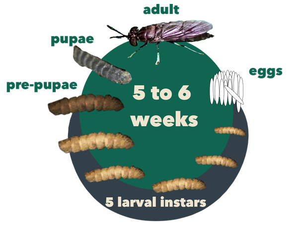 black soldier fly life cycle