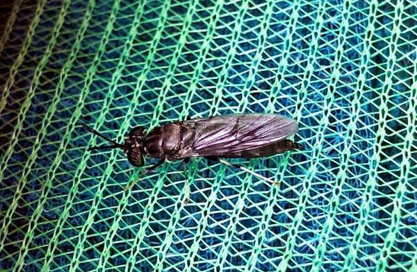 Concept of Dried black soldier fly maggots arranged on a wooden