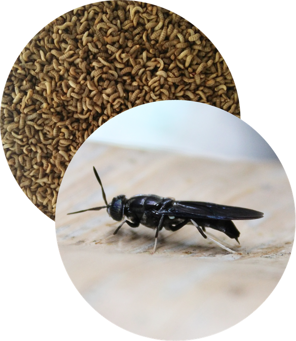 Black Soldier Fly Larvae Production Technical Note (no 99) Now Available!