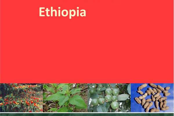 potentially-important-food-plants-of-ethiopia-echocommunity