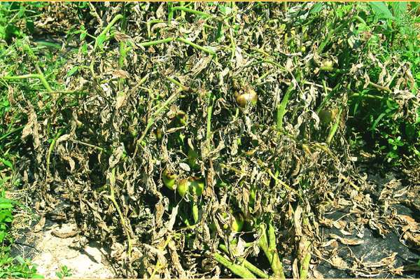 C- Bacterial Wilt Management In Tomato – South Asia – AVRDC ...