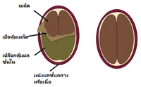 อาหารเสริมสำหรับโคนมที่ได้จากเปลือกหุ้มผลชั้นในของเมล็ดกาแฟ_1