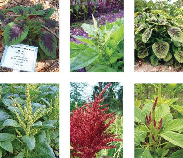 Types of Amaranth Greens: A Guide to Vibrant Varieties